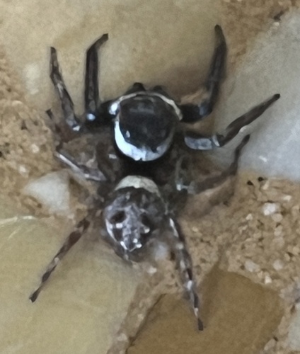 Adanson's House Jumper