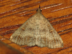 Tetanolita palligera