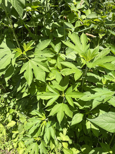 giant ragweed