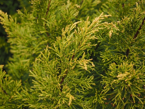 Halocarpus bidwillii