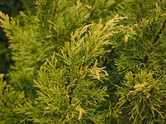 Halocarpus bidwillii