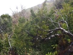 Halocarpus bidwillii, photograph (c) Angus Campbell, some rights reserved (CC BY)