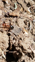 Camponotus hyatti