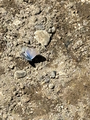 iNaturalist observation photo of Typical Blues