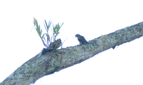 Bronze-winged Parrot (Pionus chalcopterus), photo 5