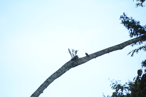 Bronze-winged Parrot (Pionus chalcopterus), photo 6