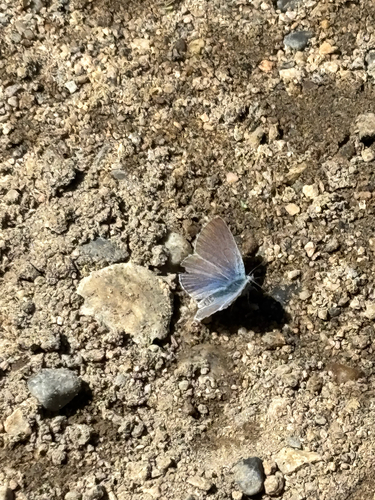 iNaturalist observation photo of Typical Blues