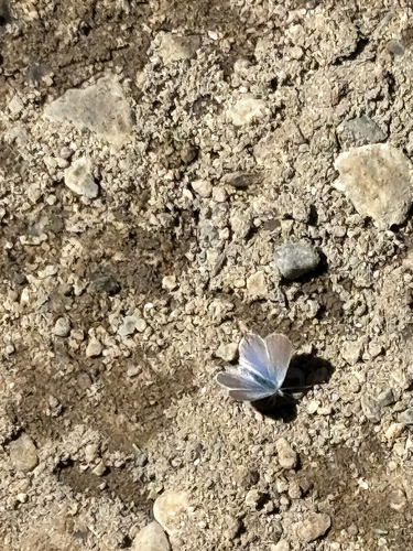 iNaturalist observation photo of Polyommatina