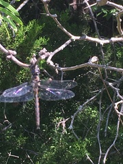 Epitheca petechialis