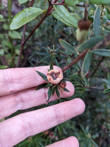 Cyathodes glauca, photograph 5