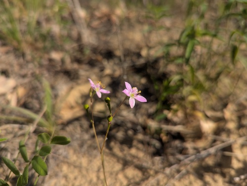 Phemeranthus rugospermus, photograph 3