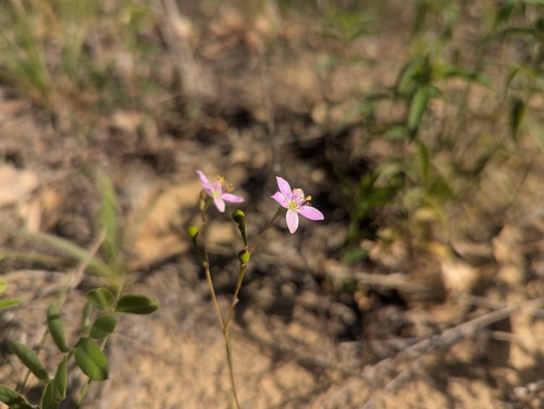 Phemeranthus rugospermus, photograph 2