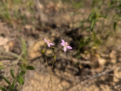 Phemeranthus rugospermus, photograph (c) Ryan Sorrells, some rights reserved (CC BY)