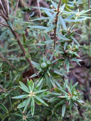Cyathodes glauca, photograph 6