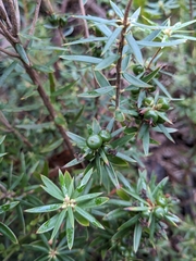 Cyathodes glauca, photograph (c) Nina Kerr, some rights reserved (CC BY)