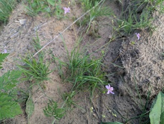 Phemeranthus rugospermus