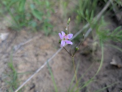 Phemeranthus rugospermus, photograph (c) Ryan Sorrells, some rights reserved (CC BY)