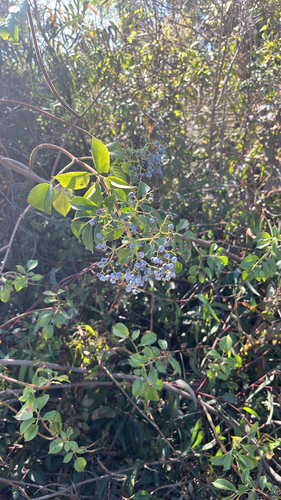 iNaturalist observation photo of blue elder