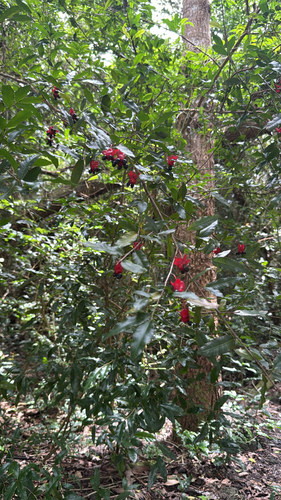 Ochna serrulata observed 2026-06-22