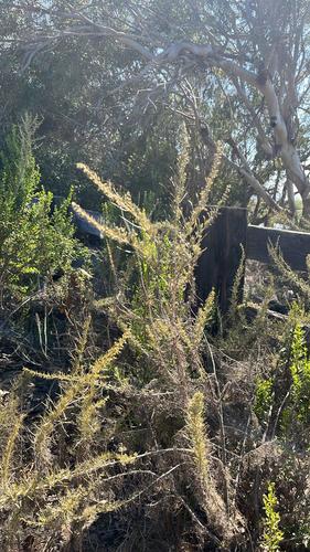 iNaturalist observation photo of California sagebrush