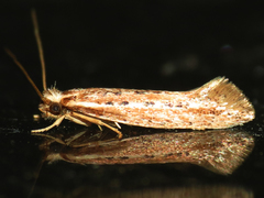Ypsolopha sp-sw