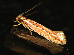 Ypsolopha sp-sw