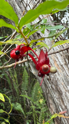 Ochna serrulata observed 2026-06-22