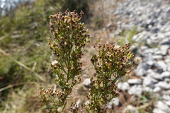 Baccharis paniculata