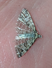 Alucita montana