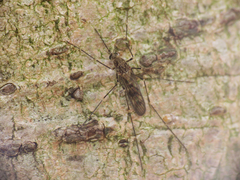 Culiseta incidens