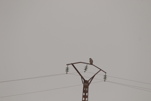 Short-toed Snake-Eagle
