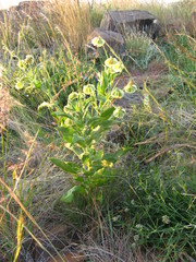 Osteospermum nervosum