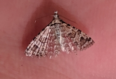 Alucita montana