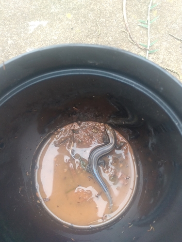 Common Five-lined Skink