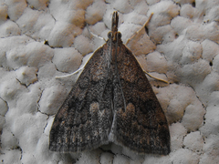Udea profundalis