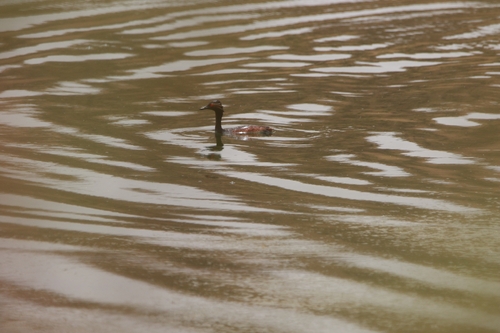 Eared Grebe