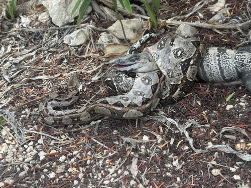 Central American Boa