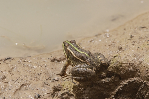 Sahara Frog