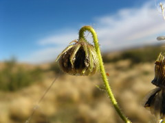 Osteospermum microcarpum microcarpum