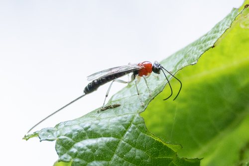 Calliephialtes grapholithae observed 2026-06-22