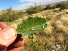 Osteospermum microcarpum microcarpum