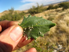 Osteospermum microcarpum microcarpum