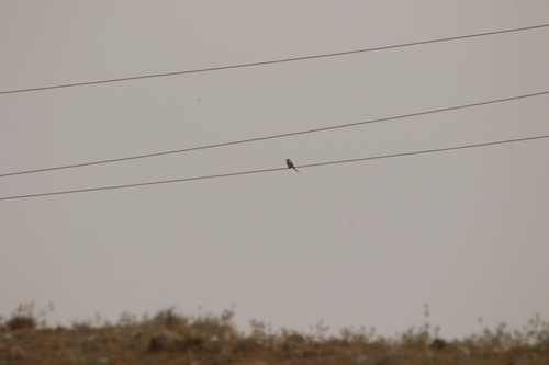 Great Gray Shrike