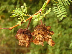 Cephalotelium macowanianum