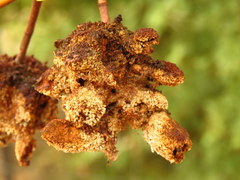 Cephalotelium macowanianum