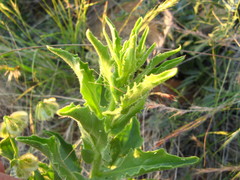 Osteospermum nervosum