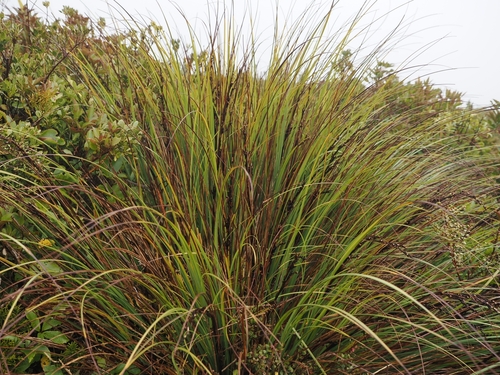 Gahnia procera observed 2026-06-21