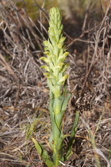 Disa physodes
