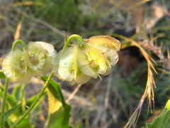 Osteospermum nervosum