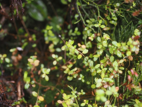 Gonocarpus aggregatus observed 2026-06-21